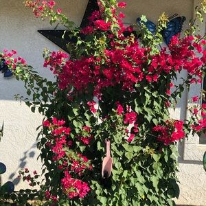 Meet your Posher, Martha